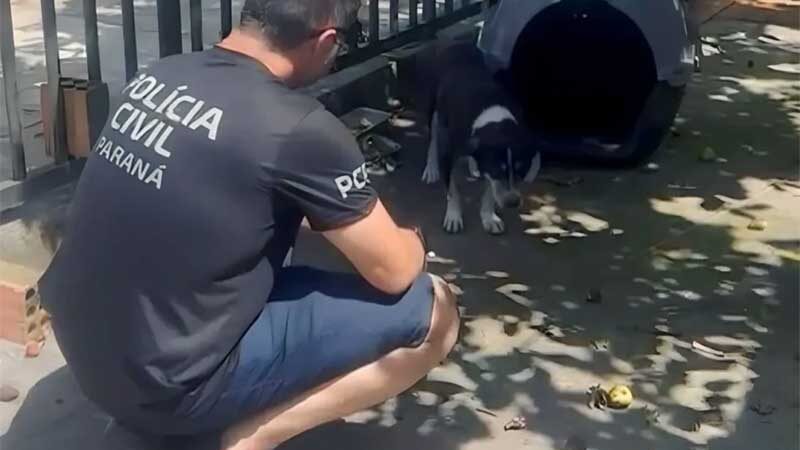 Tutor é preso por maus-tratos após deixar cão idoso exposto ao sol, sem água e comida