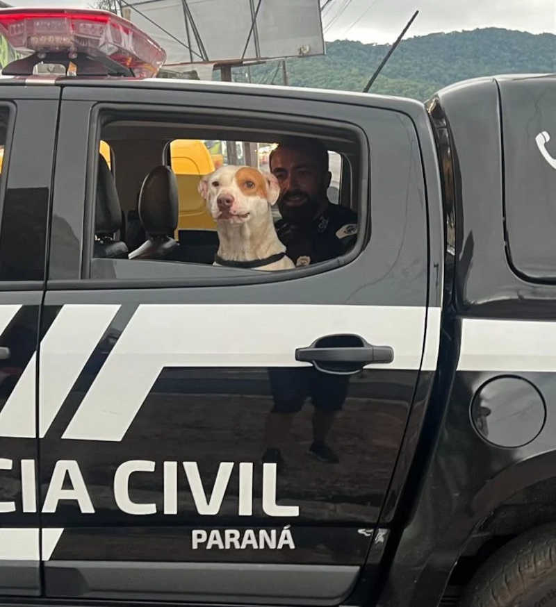 Cão é “jogado fora” no litoral do Paraná; resgatado, acabou adotado por policial
