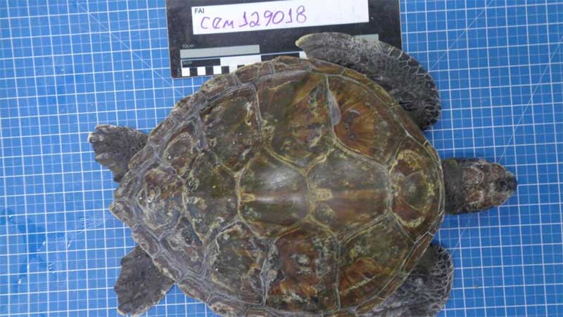 Lixo plástico contribui com a mortalidade de tartarugas-verdes encontradas encalhadas no Paraná