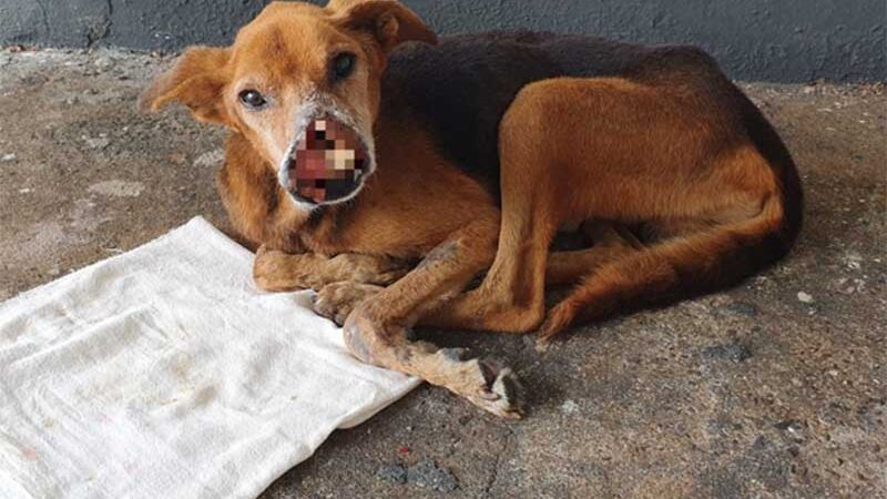 Cachorro vítima de maus-tratos em Santa Isabel do Ivaí (PR) está se recuperando