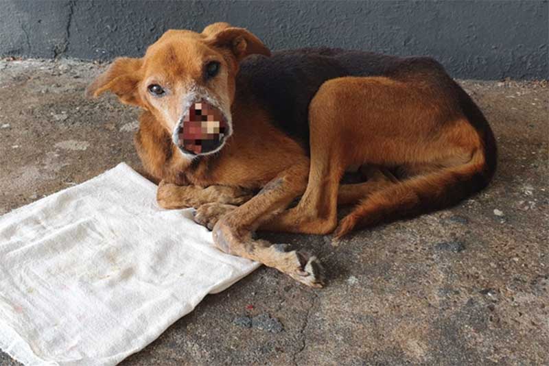 Cachorro vítima de maus-tratos em Santa Isabel do Ivaí (PR) está se recuperando