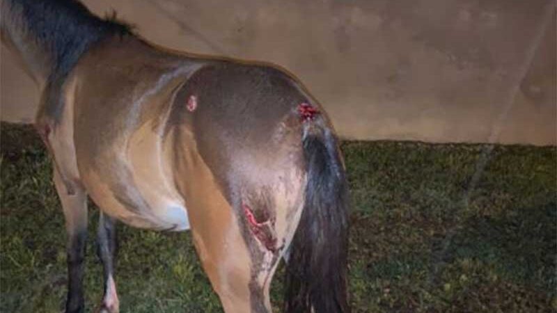 Cavalo solto na rua resulta em colisão e ferimentos no animal em União da Vitória, PR