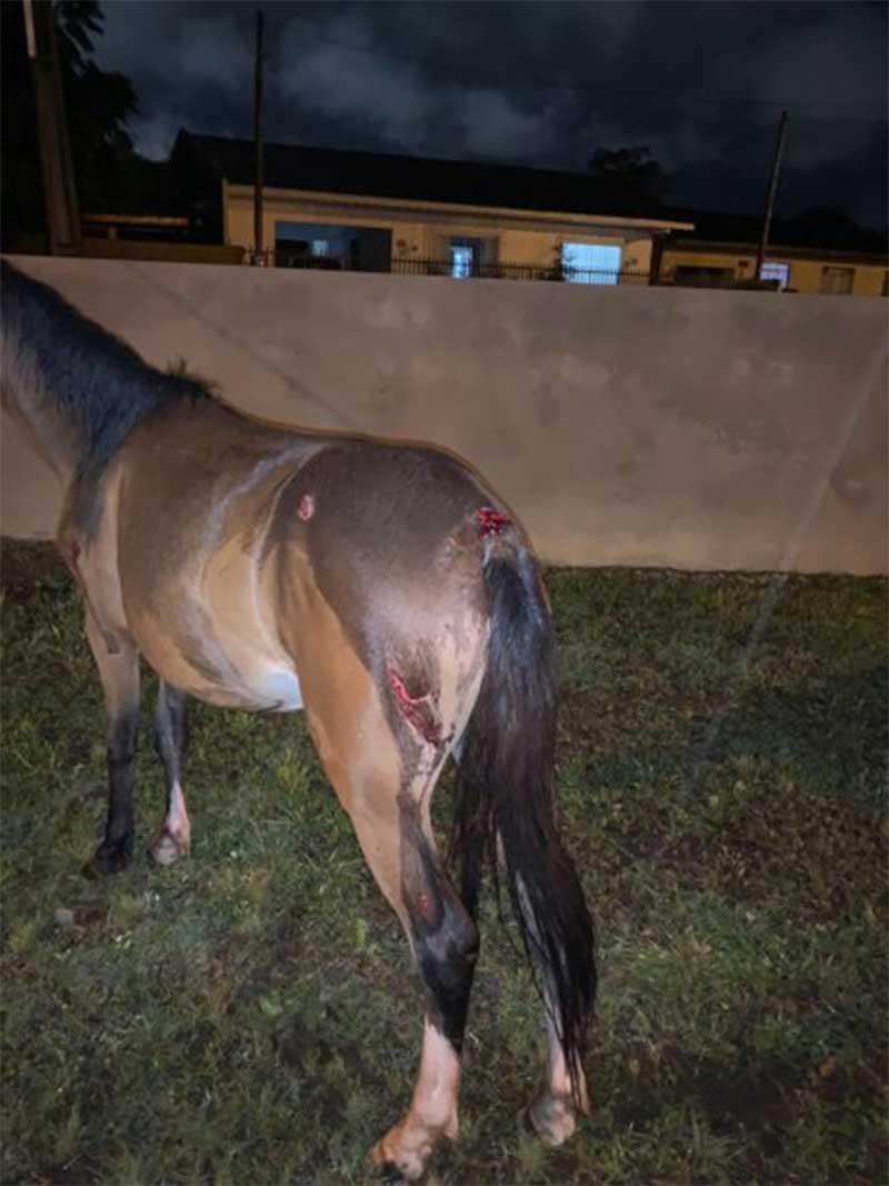 Cavalo solto na rua resulta em colisão e ferimentos no animal em União da Vitória, PR
