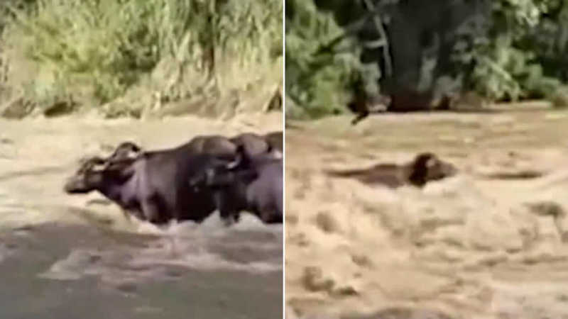 Vídeo: tromba d’água arrasta 10 búfalos por 20km em rio de Sapopema, PR