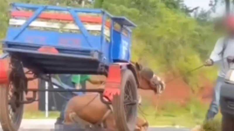 Vídeo: exausto, cavalo cai no chão e é agredido por homens para levantar, em Umuarama, PR