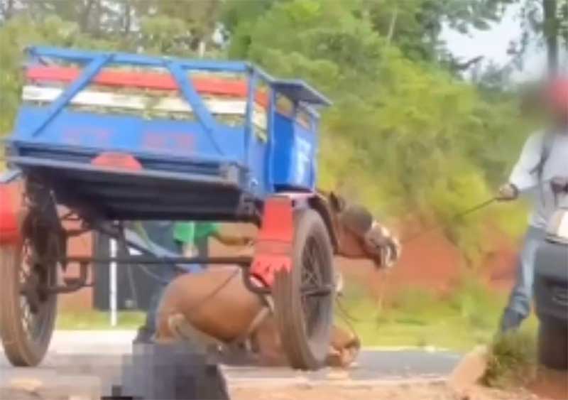 Vídeo: exausto, cavalo cai no chão e é agredido por homens para levantar, em Umuarama, PR