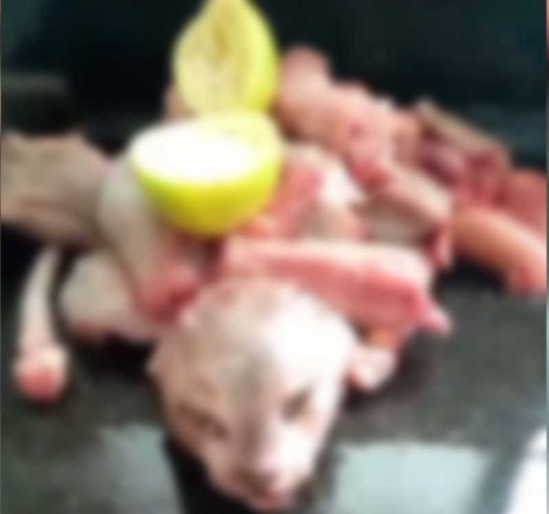 Vídeo: homem mata gato e filma preparo para consumo na região de Umuarama, PR