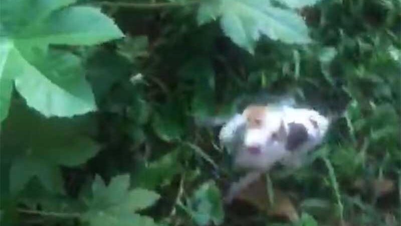 VÍDEO: mulher é flagrada abandonando cachorro em Levy Gasparian, RJ