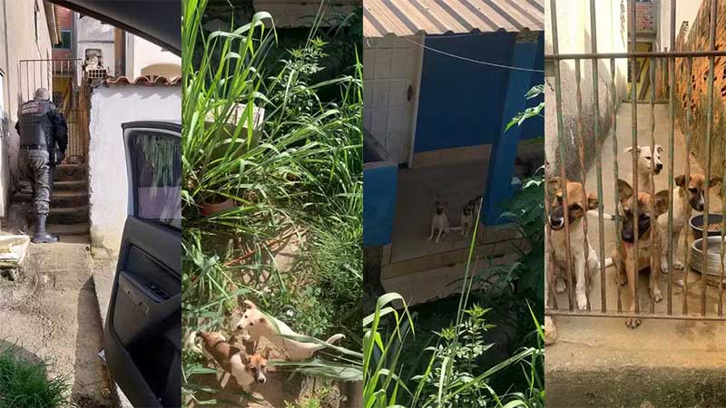 Guarda Ambiental identifica tutora que abandonou cães em Barra Mansa, RJ