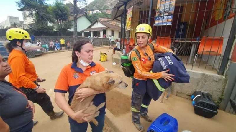 Niterói treinará voluntários para resgate de animais domésticos em situações de desastre