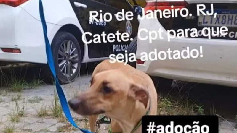 Mulher é presa por tentar afogar cão em praia da zona sul do Rio