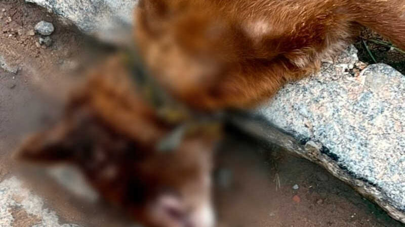 São Francisco de Itabapoana (RJ) investiga mortes de cachorros por envenenamento