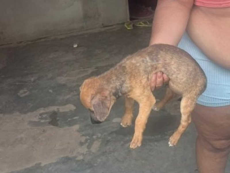 Polícia Militar de Rondônia prende homem por maus-tratos de animais