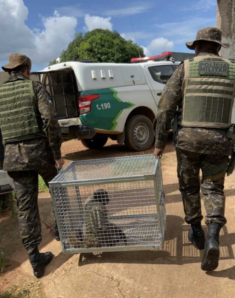 PM Ambiental é acionada para resgatar macaco-barrigudo mantido irregularmente
