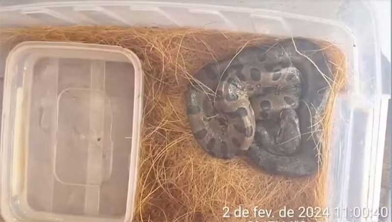 Cobras estavam entre os animais resgatados durante ação do Ibama em Porto Velho — Foto: Reprodução