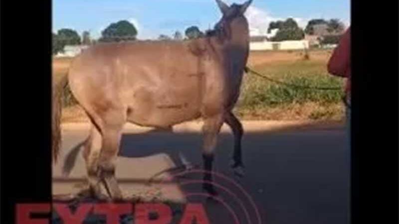 Carros colidem, acertam carroça e causam ferimentos em burro, em Vilhena, RO; vídeo