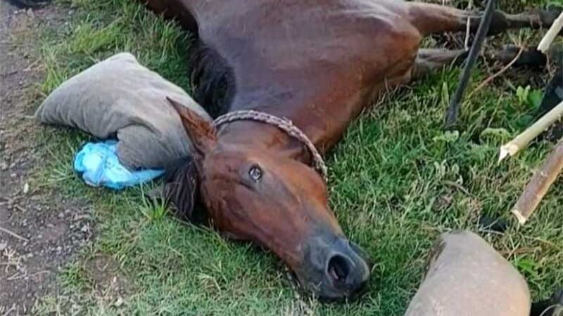 Maus-tratos contra cavalo gera revolta e indignação na ONG SOS Bichos, em Candelária, RS
