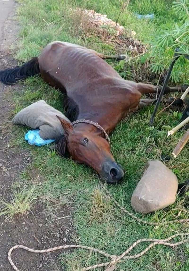 Maus-tratos contra cavalo gera revolta e indignação na ONG SOS Bichos, em Candelária, RS
