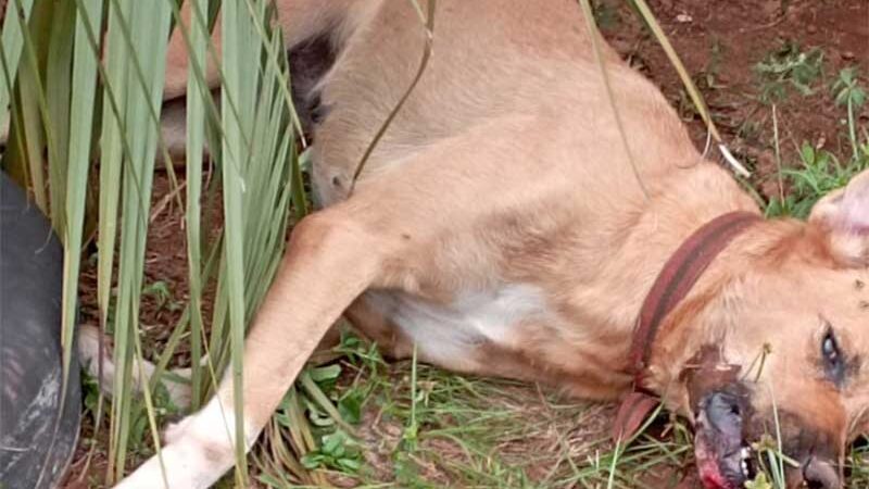 Cachorra de estimação de criança de 3 anos é envenenada em Esperança do Sul, RS