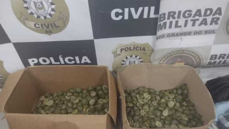 Centenas de tartarugas são apreendidas pela polícia em Pelotas (RS) e dois homens são presos