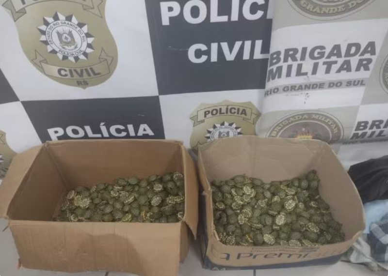 Centenas de tartarugas são apreendidas pela polícia em Pelotas (RS) e dois homens são presos
