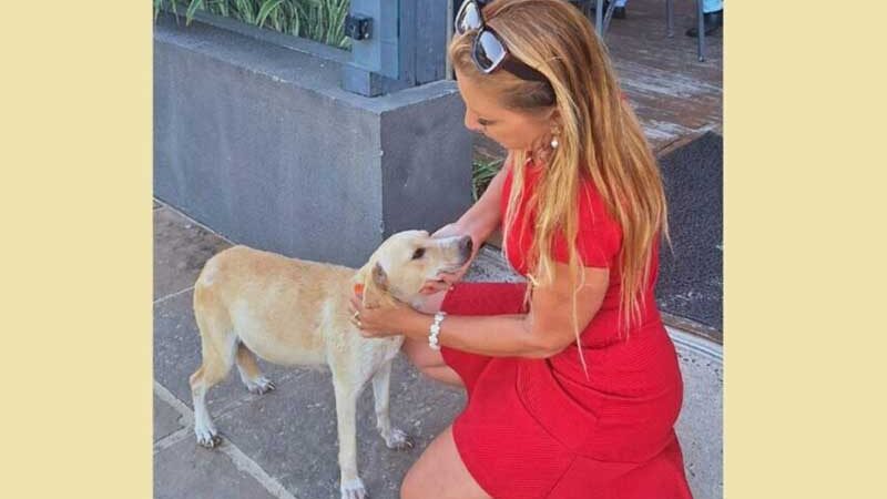 Cadela grávida infestada de carrapatos é resgatada no calçadão da praia da Cal, em Torres, RS