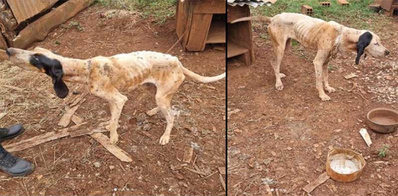 Batalhão Ambiental resgata cães em situação de magreza extrema em Santo Expedito do Sul, RS