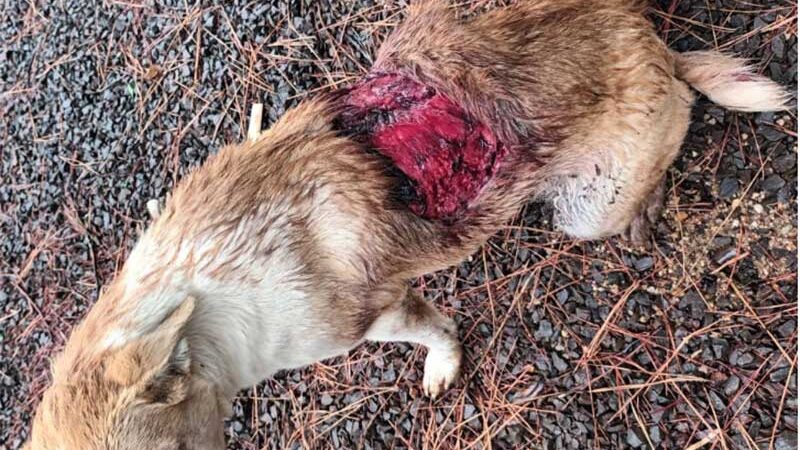 Cachorra fica gravemente ferida ao ser agredida com golpes de facão em Três Passos, MS