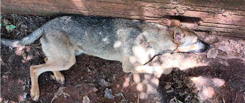 Cão morto por envenenamento m Bela Vista. Foto: Arquivo Pessoal