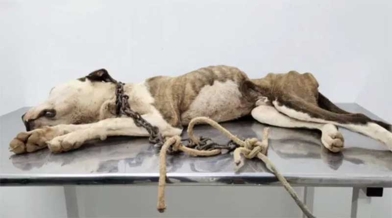 Cachorro em situação de maus-tratos é resgatado em Veranópolis, RS