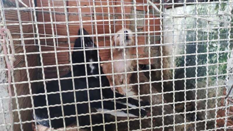 Polícia vai até casa de homem que abandonou filhotes e encontra cães engaiolados em Brusque, SC