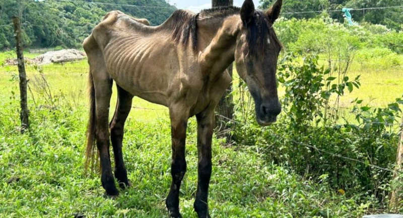 Cavalo resgatado após sofrer maus-tratos, Xanthus foi vítima de agressão brutal em Brusque, SC