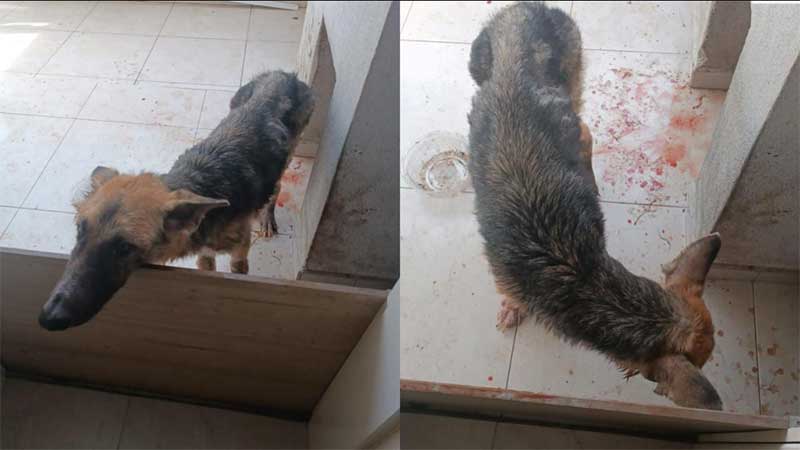 Mulher é presa por maus-tratos contra o cachorro, em Camboriú, SC