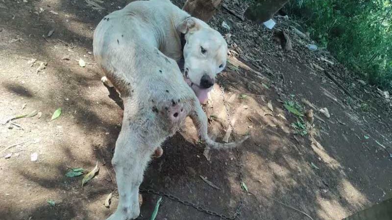 ‘Se alimentava de milho’: cachorro com bicheira grave é resgatado e tutor é preso em Chapecó, SC