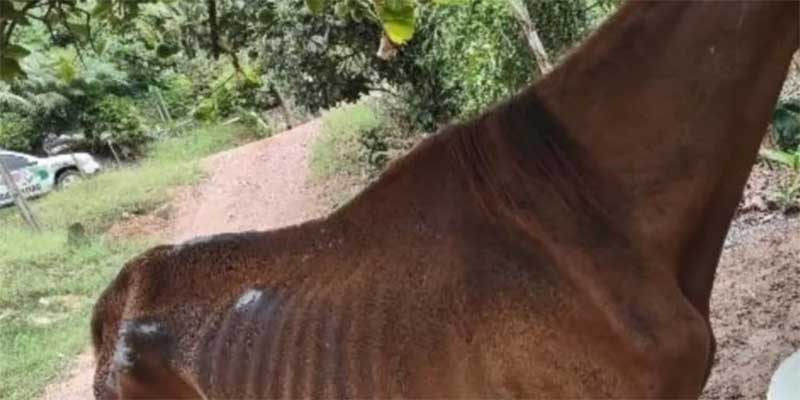 Homem é detido por maus-tratos contra cavalo em Corupá, SC