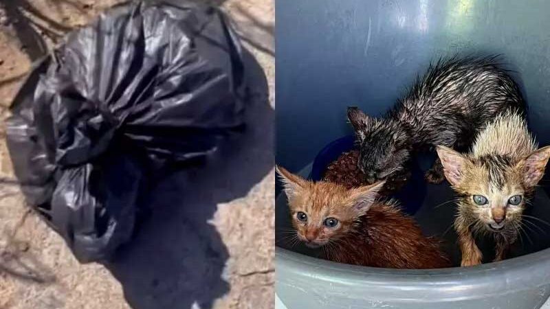 ‘Descartados como lixo’: filhotes de gatos são cruelmente abandonados na Grande Florianópolis