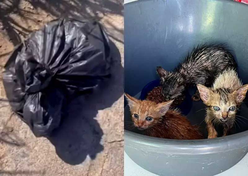 ‘Descartados como lixo’: filhotes de gatos são cruelmente abandonados na Grande Florianópolis