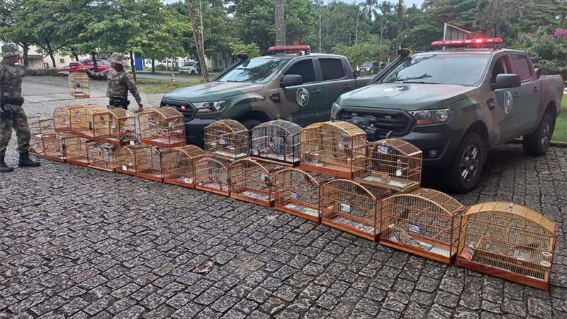 Mais de 20 pássaros mantidos em cativeiro são resgatados em Massaranduba, SC