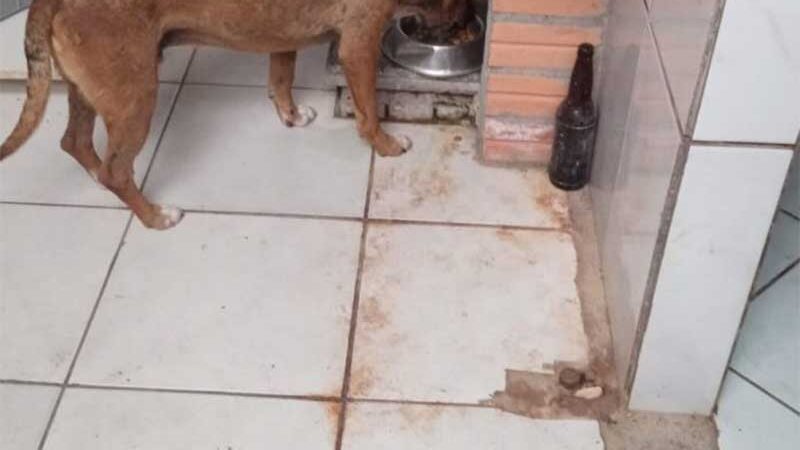 Tutora diz ter se arrependido de abandono e recolhe cão em Morro da Fumaça, SC