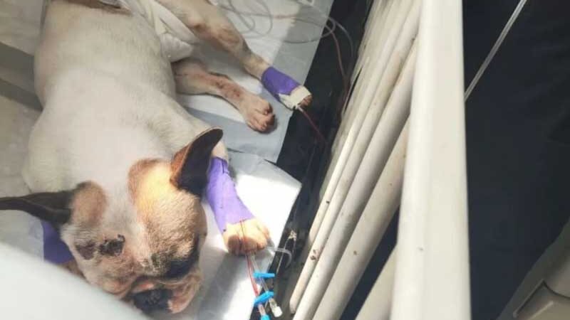 Casal de adestradores é indiciado por maus-tratos após cães morrerem de calor em Palhoça, SC