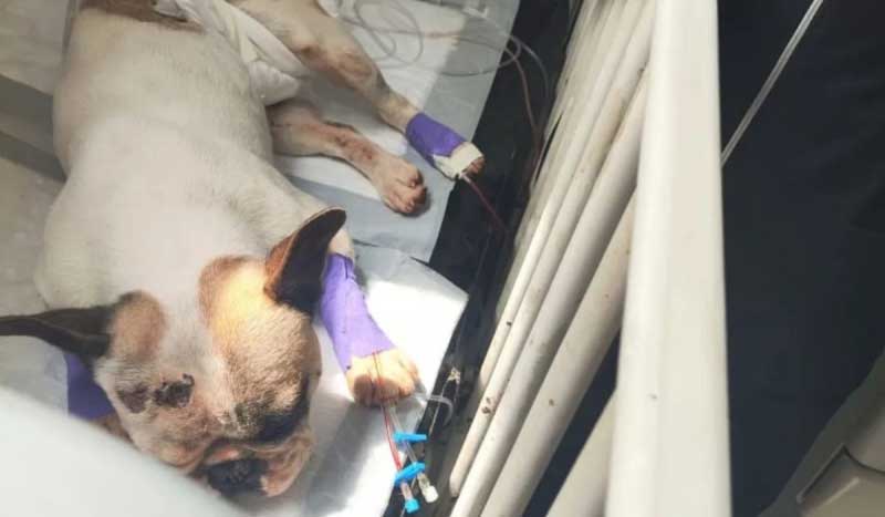 Casal de adestradores é indiciado por maus-tratos após cães morrerem de calor em Palhoça, SC