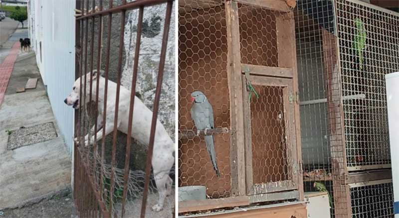 Polícia Civil prende mulher por manter animais em péssimas condições, em Palhoça, SC