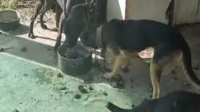 Três cachorros são encontrados amarrados e desnutridos em Rodeio, SC