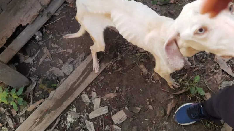FOTOS: cachorros são resgatados acorrentados sem comida e tutor é preso no Alto Vale do Itajaí, SC
