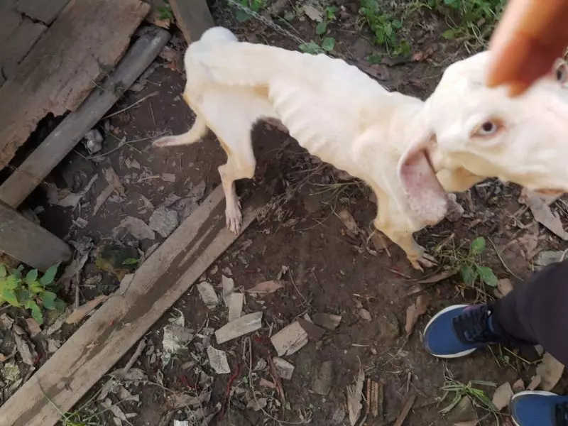 FOTOS: cachorros são resgatados acorrentados sem comida e tutor é preso no Alto Vale do Itajaí, SC