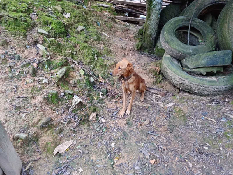 Cães foram resgatados após denúncia de maus-tratos – Foto: Divulgação/Reprodução/ND