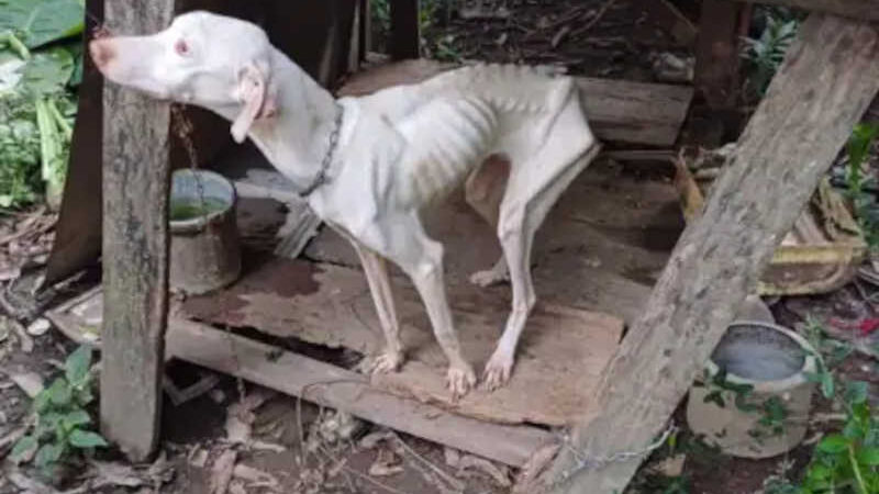 Fotos: homem é preso por maus-tratos a animais em Taió, SC