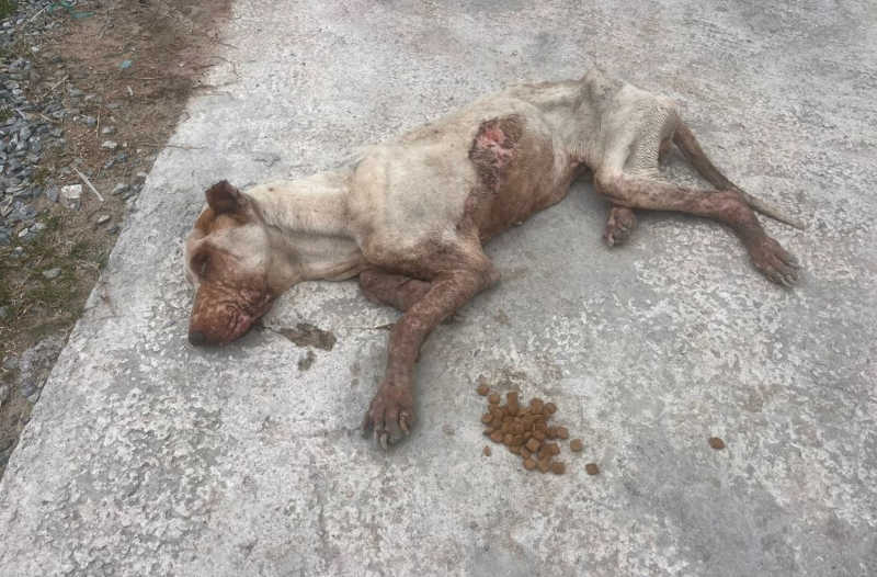 Mulher é presa após deixar cachorro em ‘pele e osso’ em SC