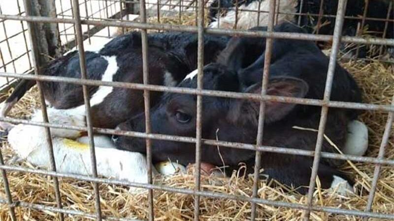 Nova investigação sobre a Danone revela sofrimento animal em fazendas no Brasil