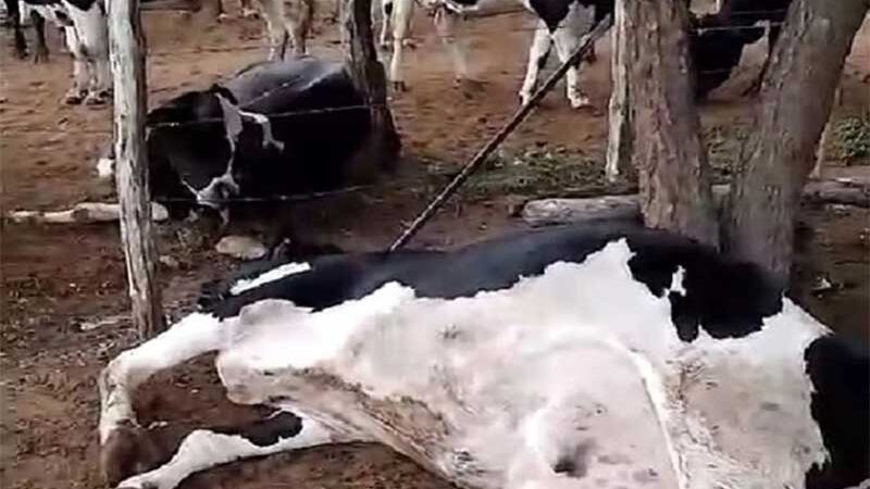 Seis animais morrem após raio atingir pasto em Nossa Senhora da Glória, SE